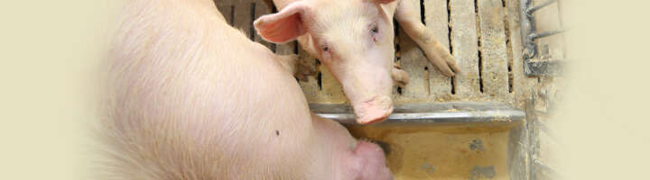 ergaenzungsfuttermittel schwein kategorieeinstiegsbanner